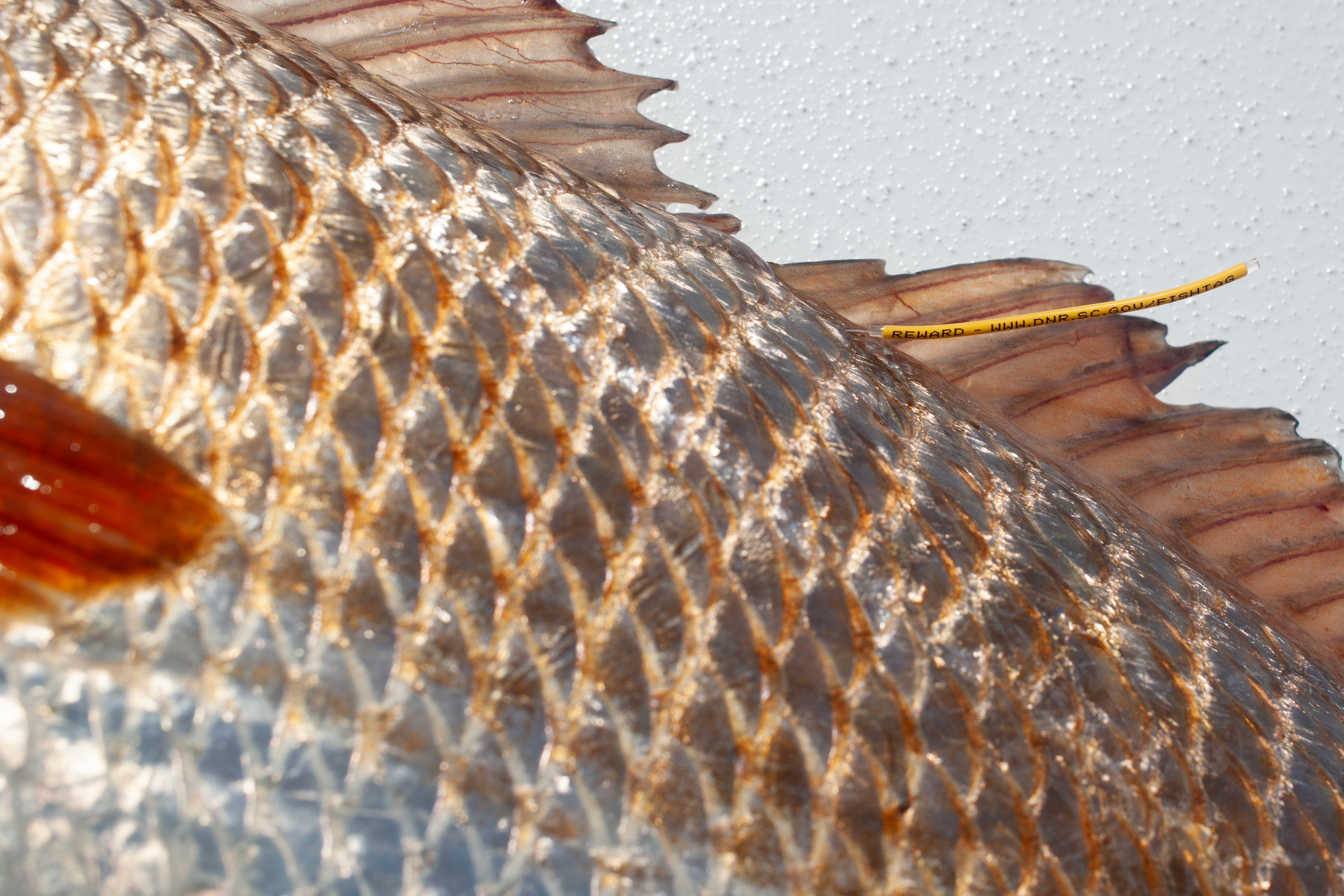 Close-up of a redfish showing its scales and a yellow tag that reads 'REWARD - WWW.DNR.SC.GOV/TAGIT' placed for conservation efforts.